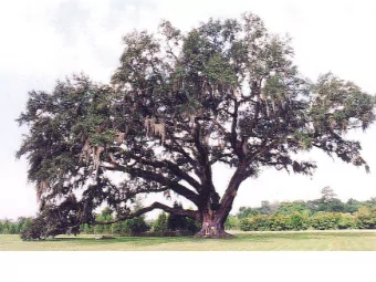 Combinatorial Search Algorithms  as Rational Agents  Wheeler Ruml  Palo Alto Research Center