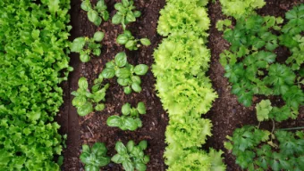 A well planned Garden  Depend on,  Environment    Preference    Space    Time    *