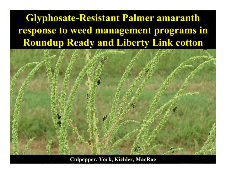 glyphosate resistant palmer amaranth response to weed