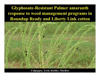 GlyphosateResistant Palmer amaranth  response to weed management programs in  Roundup Ready and