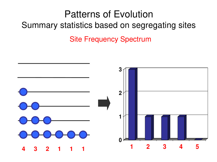 patterns of evolution