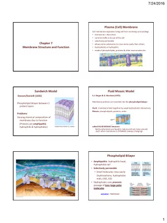 7/24/2016  Plasma (Cell) Membrane  Cell membrane separates living cell from nonliving surroundings