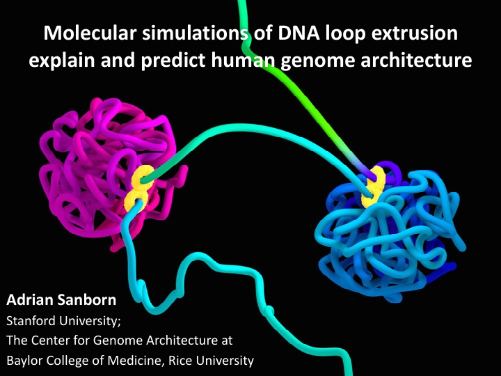 molecular simulations of dna loop extrusion explain and