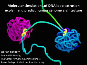 Molecular simulations of DNA loop extrusion  explain and predict human genome architecture Adrian