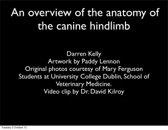 An overview of the anatomy of  the canine hindlimb  Darren Kelly  Artwork by Paddy Lennon  Original