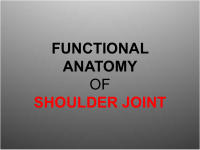 functional anatomy of shoulder joint articulation