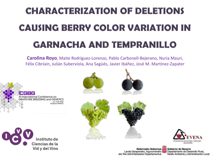 v grape ripening and anthocyanin accumulation