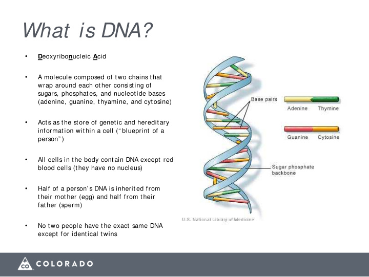 what is dna