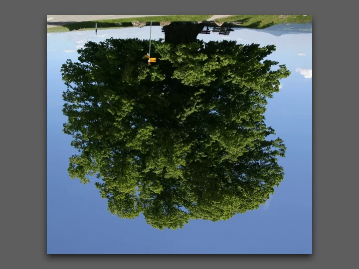 trees