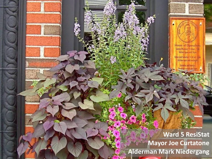ward 5 resistat mayor joe curtatone alderman mark
