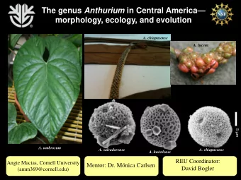 The genus Anthurium in Central America   morphology, ecology, and evolution  A. chiapasense  A.