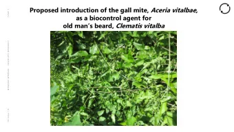 old mans beard, Clematis vitalba M A N A A K I  W H E N U A  L A N D C A R E  R E S E A R C H