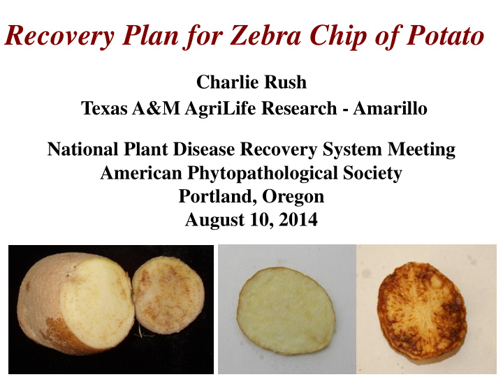 recovery plan for zebra chip of potato