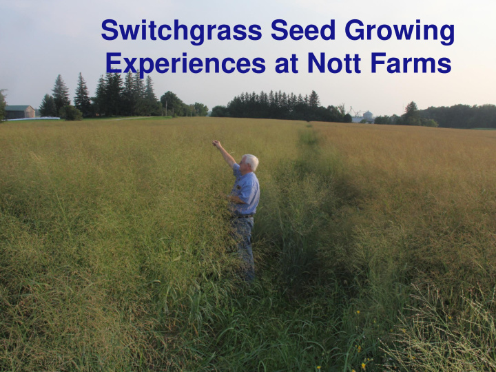 switchgrass seed growing