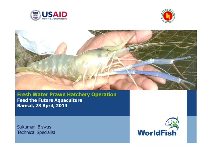 fresh water prawn hatchery operation