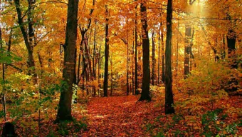 Relax Into Enlightenment  W E L C O M E  S H A U M B R A  N O V E M B E R  2 0 1 7  SHOUD RECAP