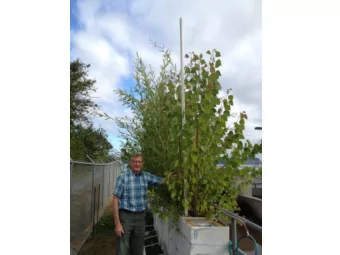 Effectiveness of  Phytoremediation for Removing  Contaminates from Water  Joe Hillers, Coupeville