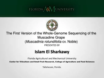 The First Version of the Whole-Genome Sequencing of the  Muscadine Grape ( Muscadinia rotundifolia