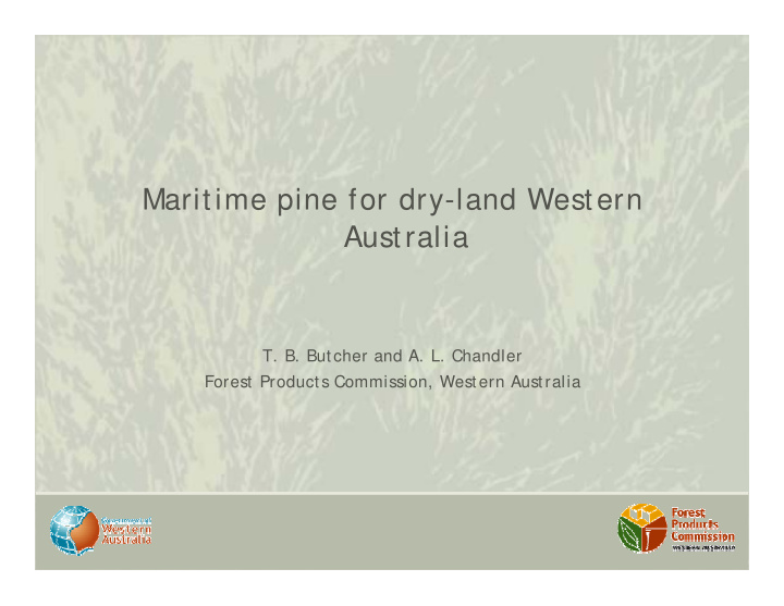 maritime pine for dry land western australia