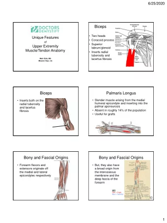Bony and Fascial Origins  Bony and Fascial Origins  Forearm flexors and  But, they also have