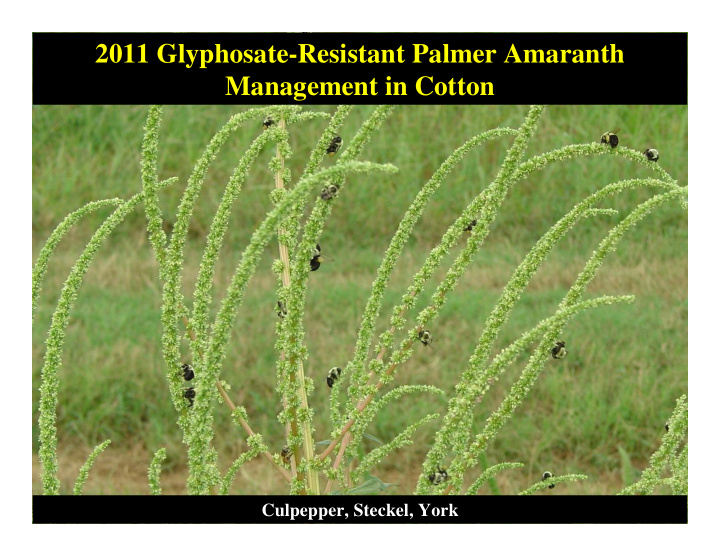 2011 glyphosate resistant palmer amaranth management in