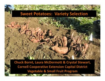 Sweet Potatoes: Variety Selection Chuck Bornt, Laura McDermott &amp; Crystal Stewart, Cornell