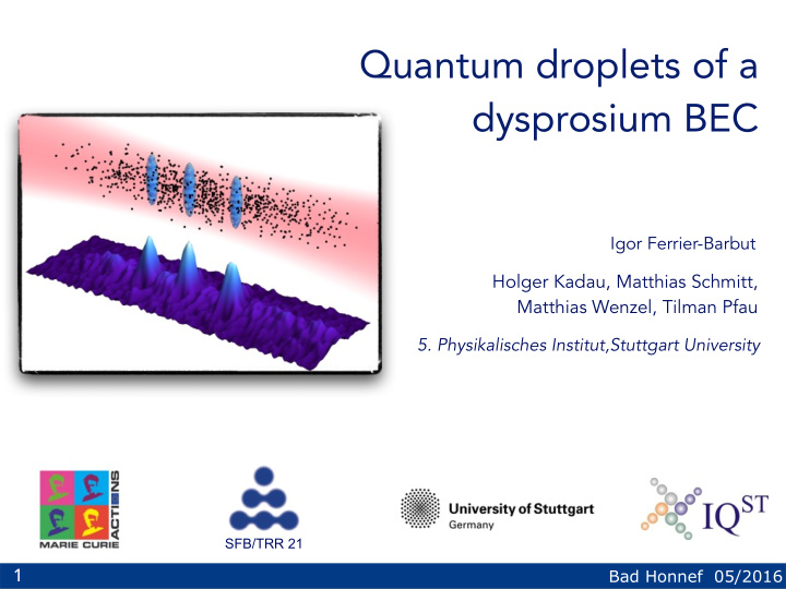 quantum droplets of a dysprosium bec