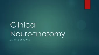 Neuroanatomy  JANUSZ BONKOWSKI  Nerve Root functional anatomy  About the right amount  More