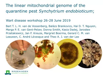 The linear mitochondrial genome of the quarantine pest Synchytrium endobioticum ;  Wart disease