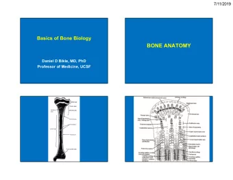 BONE ANATOMY  Daniel D Bikle, MD, PhD  Professor of Medicine, UCSF  1  7/11/2019  Origin of Bone