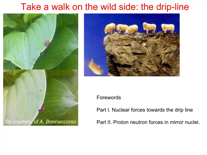 take a walk on the wild side the drip line