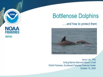 Bottlenose Dolphins  ..and how to protect them  SEFSC  MMPA Permit No. 14450  Jenny Litz, PhD