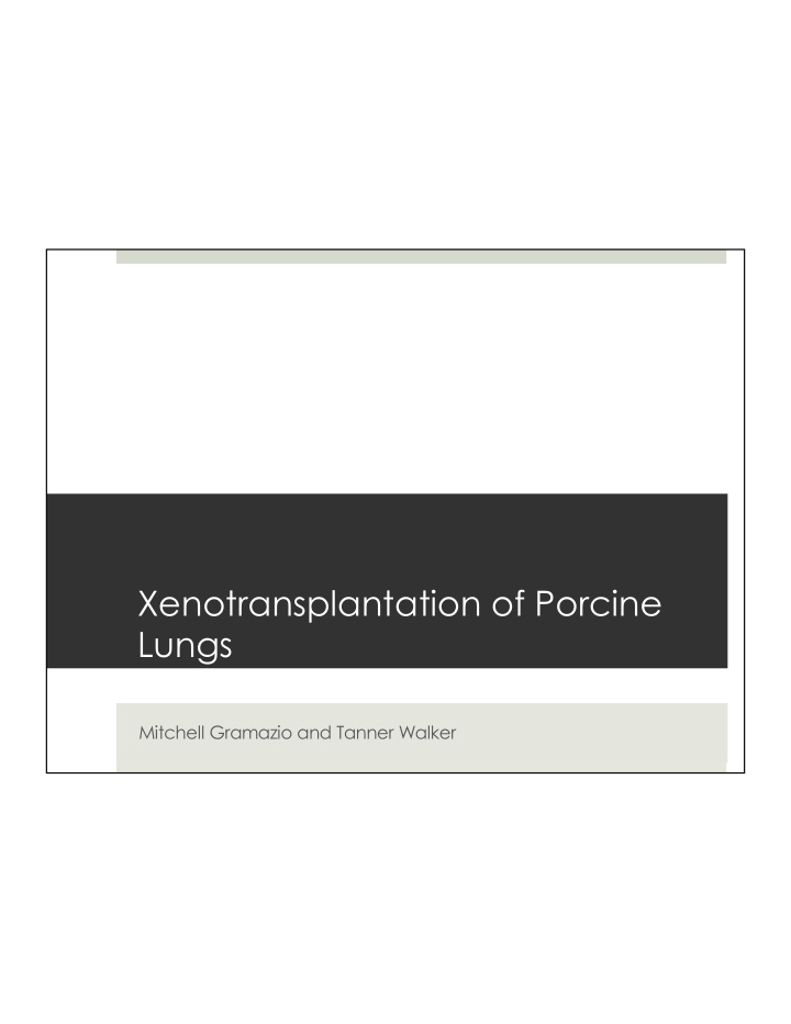xenotransplantation of porcine lungs