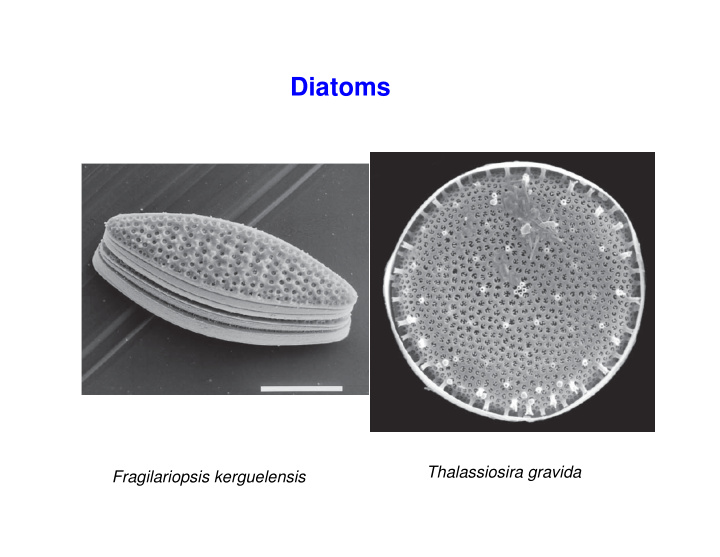 diatoms