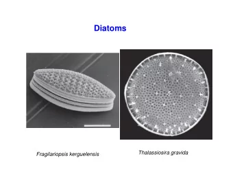 Diatoms  Thalassiosira gravida  Fragilariopsis kerguelensis  Coccolithophorids  Dinoflagelates
