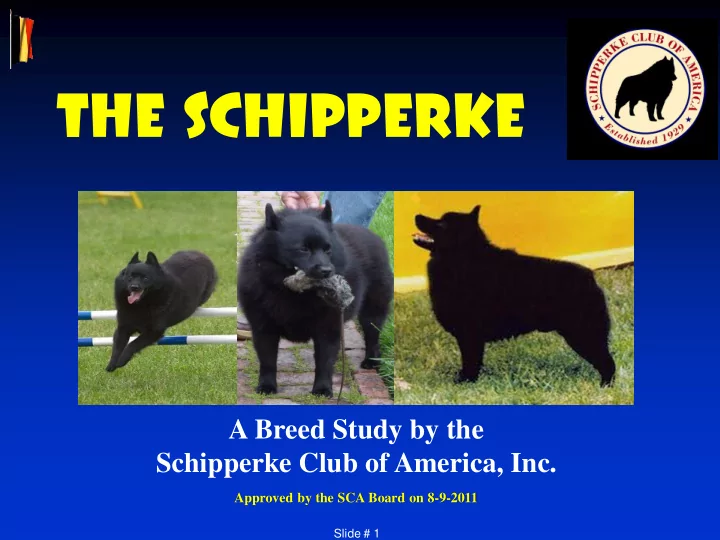 the schipperke