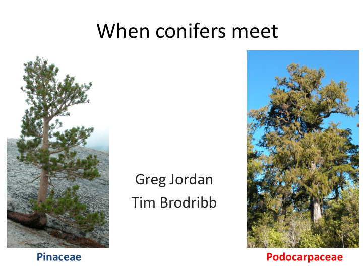 when conifers meet