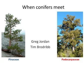 When conifers meet  Greg Jordan  Tim Brodribb  Pinaceae  Podocarpaceae  North versus South  Equator