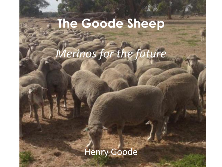 the goode sheep merinos for the future