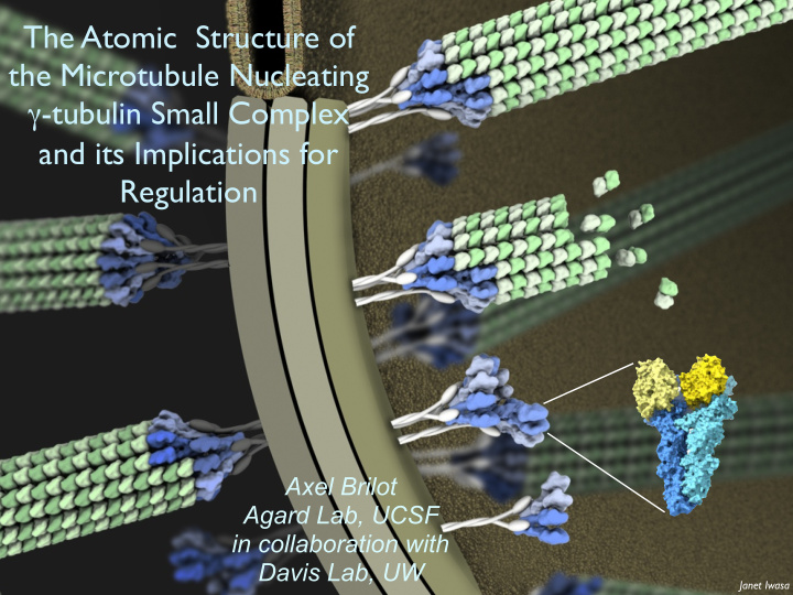 the atomic structure of the microtubule nucleating