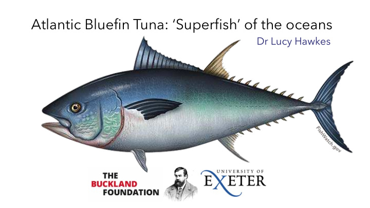 atlantic bluefin tuna superfish of the oceans