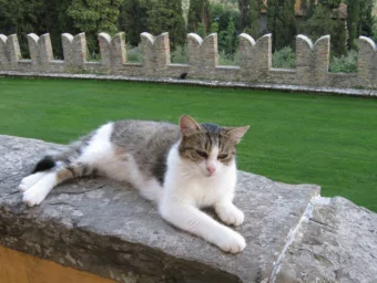 Loewner equations, evolution families  and their boundary fixed points P avel G umenyuk  Cortona