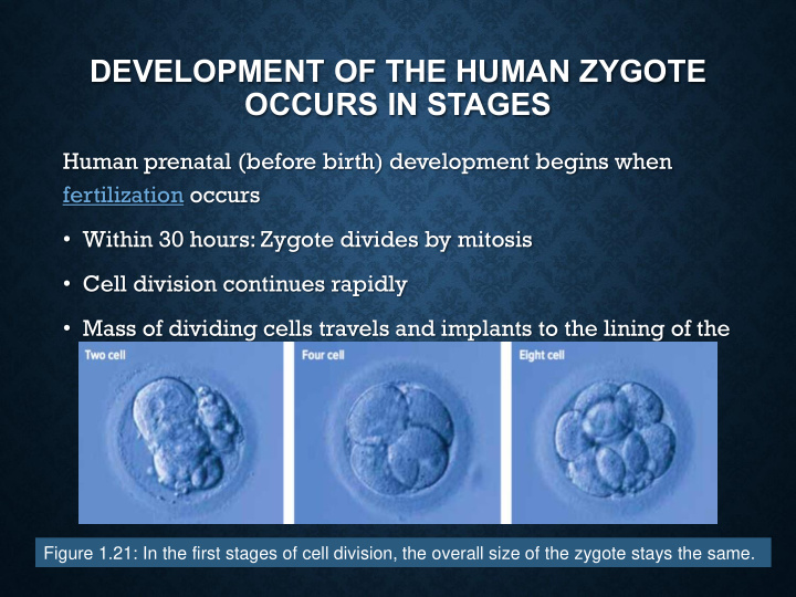 development of the human zygote occurs in stages