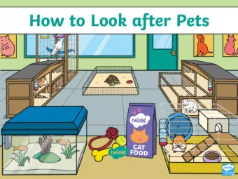 What Is a Pet?  A pet is an animal or creature which we are responsible for looking after.  That
