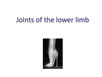 joints of the lower limb joints of the lower limb