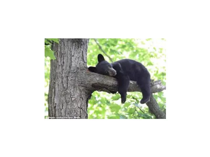 there are at least 4 types of bears indigenous to this