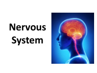 nervous system function of the nervous system