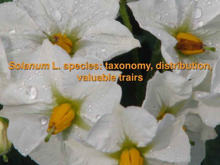 solanum l species taxonomy distribution
