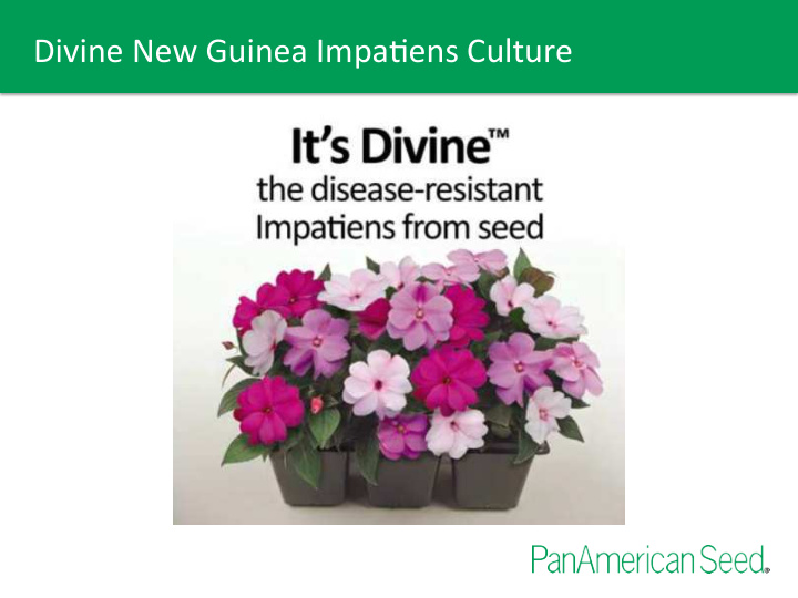 divine new guinea impa ens culture plug culture stage 1