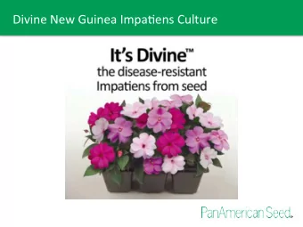 Divine  New  Guinea  Impa/ens  Culture   Plug  Culture:  Stage  1
